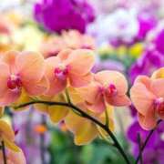 ヒメ日記 2026/03/28 23:00 投稿 もみじ 成田人妻花壇