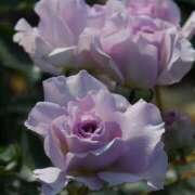 ヒメ日記 2026/04/05 10:15 投稿 もみじ 成田人妻花壇