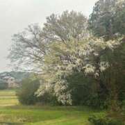 ヒメ日記 2026/04/05 18:45 投稿 もみじ 成田人妻花壇