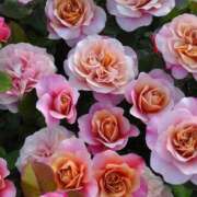 ヒメ日記 2026/04/06 14:40 投稿 もみじ 成田人妻花壇