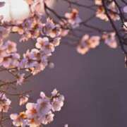 ヒメ日記 2026/03/10 12:04 投稿 初音 ROYAL　GRACE