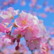 ヒメ日記 2026/03/12 09:19 投稿 初音 ROYAL　GRACE