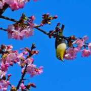 初音 おやすみなさい(-.-)y-., o O ROYAL　GRACE