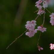 ヒメ日記 2026/03/23 22:30 投稿 初音 ROYAL　GRACE