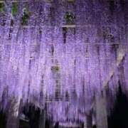 ヒメ日記 2026/05/06 14:03 投稿 初音 ROYAL　GRACE