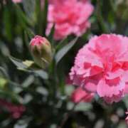ヒメ日記 2026/05/11 10:47 投稿 初音 ROYAL　GRACE