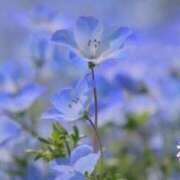 初音 やっと ROYAL　GRACE