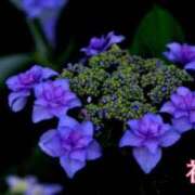 ヒメ日記 2026/06/08 22:29 投稿 初音 ROYAL　GRACE