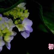 ヒメ日記 2026/06/19 16:33 投稿 初音 ROYAL　GRACE