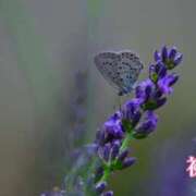 ヒメ日記 2026/06/25 19:50 投稿 初音 ROYAL　GRACE
