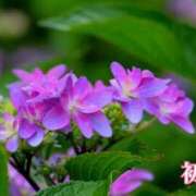 ヒメ日記 2026/06/29 23:06 投稿 初音 ROYAL　GRACE
