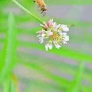 ヒメ日記 2026/07/09 08:40 投稿 初音 ROYAL　GRACE