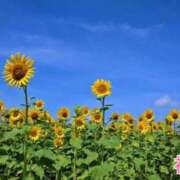 ヒメ日記 2026/08/06 19:32 投稿 初音 ROYAL　GRACE