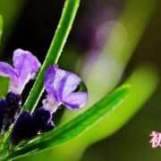 ヒメ日記 2026/08/20 11:27 投稿 初音 ROYAL　GRACE