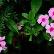 ヒメ日記 2026/09/05 15:37 投稿 初音 ROYAL　GRACE