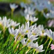 ヒメ日記 2026/09/15 18:16 投稿 初音 ROYAL　GRACE
