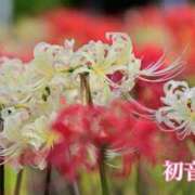 ヒメ日記 2026/09/20 16:18 投稿 初音 ROYAL　GRACE