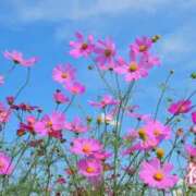 ヒメ日記 2026/09/30 11:20 投稿 初音 ROYAL　GRACE
