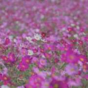 ヒメ日記 2026/10/07 21:17 投稿 初音 ROYAL　GRACE