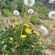 ヒメ日記 2025/04/21 08:37 投稿 オト☆完全フルOPドＭバニー☆ ドMなバニーちゃん 名古屋・池下店