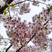 ヒメ日記 2025/03/31 14:14 投稿 小春-こはる MSC 妄想紳士倶楽部 鶯谷店