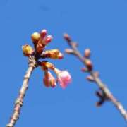 遥（ハルカ） 桜の季節がきますね アバンチュール(五反田)