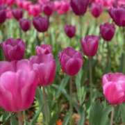 ヒメ日記 2025/03/21 12:25 投稿 芽伊(めい) 人妻城 横浜本店