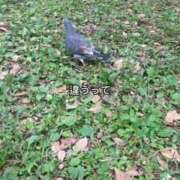 ヒメ日記 2025/11/14 06:31 投稿 ひまわり　ゆり お姉京都