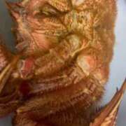 ヒメ日記 2025/12/14 20:12 投稿 ひまわり　ゆり お姉京都