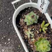 ヒメ日記 2026/06/20 15:42 投稿 ひまわり　ゆり お姉京都
