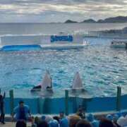 ヒメ日記 2025/03/09 09:39 投稿 ましろ 西船巨乳ぽっちゃり　乳神さま