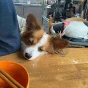 ヒメ日記 2025/04/06 16:31 投稿 フウカ マテリアル