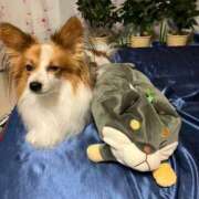 ヒメ日記 2025/11/29 21:31 投稿 フウカ マテリアル