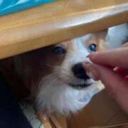 ヒメ日記 2025/12/31 12:16 投稿 フウカ マテリアル