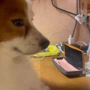 ヒメ日記 2026/01/03 14:46 投稿 フウカ マテリアル