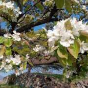 ヒメ日記 2025/05/26 15:43 投稿 ◆千尋-チヒロ-◆美熟女 BIBLE～奥様の性書～