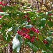 ヒメ日記 2026/02/12 23:14 投稿 ◆千尋-チヒロ-◆美熟女 BIBLE～奥様の性書～