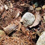 ヒメ日記 2026/03/31 23:03 投稿 ◆千尋-チヒロ-◆美熟女 BIBLE～奥様の性書～