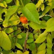 ヒメ日記 2025/03/12 10:25 投稿 平野ゆう 川崎南町 素敵な奥様（川崎ハレ系）