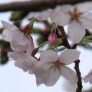 平野ゆう こんばんは 川崎南町 素敵な奥様（川崎ハレ系）