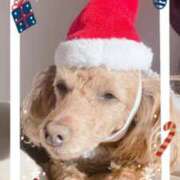 ヒメ日記 2024/12/25 12:45 投稿 しずく(しずく) ロケットワイフ