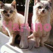 ヒメ日記 2025/06/16 13:00 投稿 はるの 脱がされたい人妻 春日部店