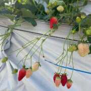 りせ [お題]from:ポンタさん CECIL