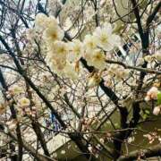 ヒメ日記 2025/03/13 19:01 投稿 吉村 つかさ 京都ホットポイント