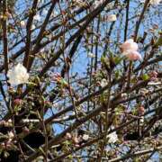 ヒメ日記 2025/03/28 15:01 投稿 吉村 つかさ 京都ホットポイント