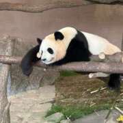 ヒメ日記 2025/07/18 08:03 投稿 吉村 つかさ 京都ホットポイント