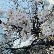 ヒメ日記 2026/03/28 01:00 投稿 吉村 つかさ 京都ホットポイント