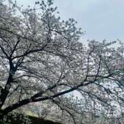 ヒメ日記 2026/04/05 17:18 投稿 吉村 つかさ 京都ホットポイント