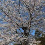 ヒメ日記 2026/04/08 11:01 投稿 吉村 つかさ 京都ホットポイント