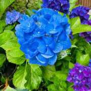 ヒメ日記 2026/06/03 09:15 投稿 吉村 つかさ 京都ホットポイント